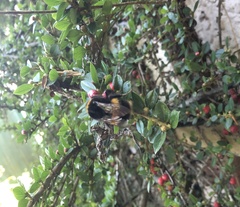 Bombus terrestris