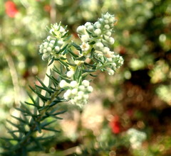 Phylica ericoides ericoides