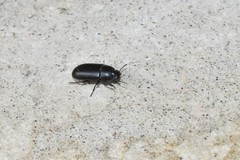 Tenebrionidae