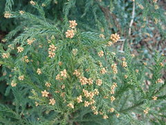 Cryptomeria japonica