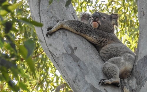 Koala, photo 9 of 9