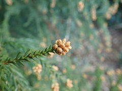 Cryptomeria japonica