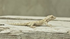 Mediodactylus russowii