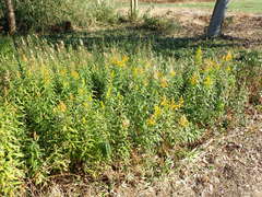 Solidago altissima