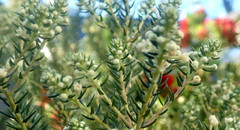 Phylica ericoides ericoides