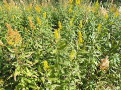 Solidago altissima