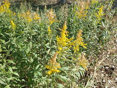Solidago altissima