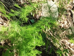 Asparagus tenuifolius