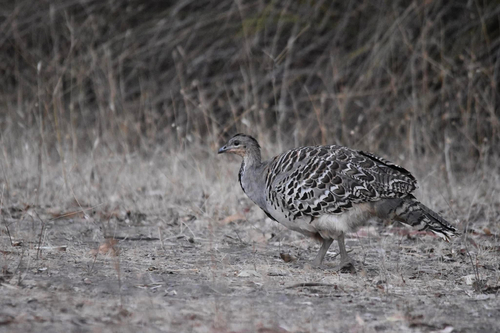 Malleefowl