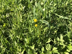 Ranunculus auricomus