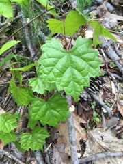 Vitis rotundifolia rotundifolia