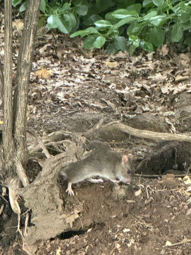 Rat photographed near here on 2026-05-08