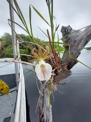 Galeandra devoniana, photograph (c) Enrique Salazar, some rights reserved (CC BY)