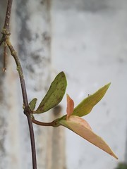 Apocyneae