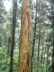 Melaleuca cajuputi cumingiana