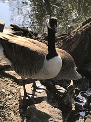 Branta canadensis