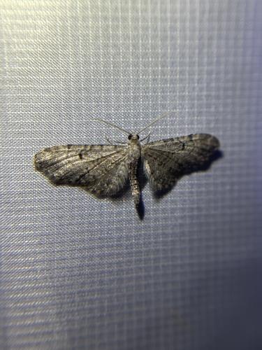 iNaturalist observation photo of Pug Moths