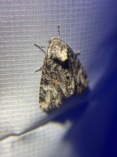 iNaturalist observation photo of Cutworms and Dart Moths