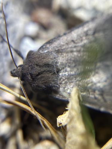 iNaturalist observation photo of Clandestine Dart