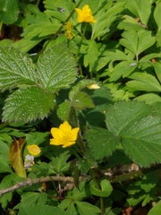Caltha palustris