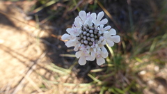 Scabiosa albanensis