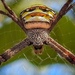 Northern Saint Andrew's Cross Spider - Photo (c) steve_oh_no, some rights reserved (CC BY-NC)
