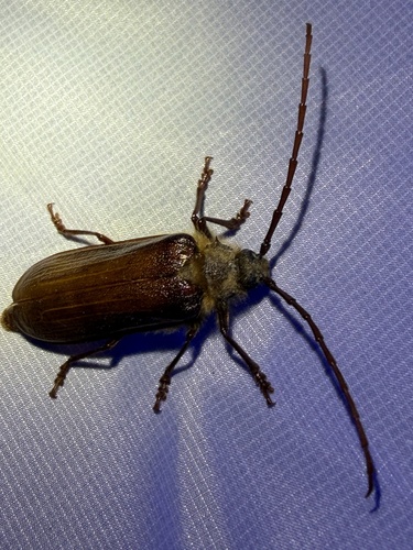 iNaturalist observation photo of Hairy Pine Borer