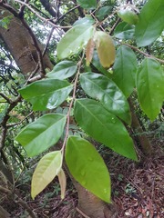 Glochidion acuminatum