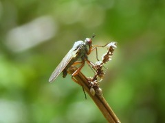 Empis spectabilis