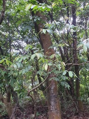 Glochidion acuminatum