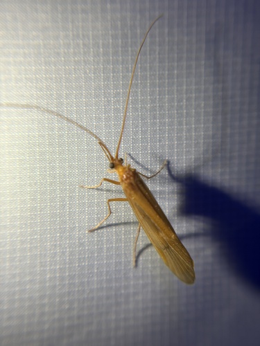 iNaturalist observation photo of Northern Caddisflies