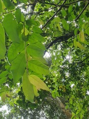 Glochidion acuminatum