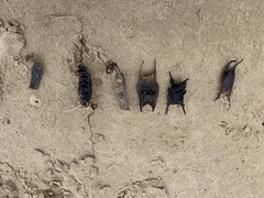 Scyliorhinus stellaris