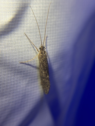 iNaturalist observation photo of Caddisflies