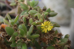 Delosperma rogersii