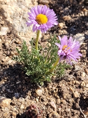 Erigeron pinnatisectus, photograph (c) Jake Anderson, some rights reserved (CC BY)