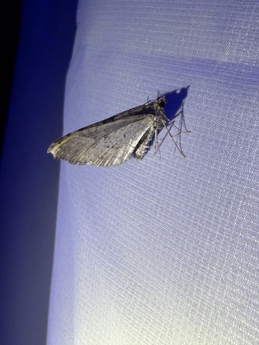 iNaturalist observation photo of Carpet Moths