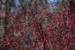 Cornus sericea