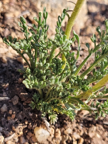 Erigeron pinnatisectus, photograph 6