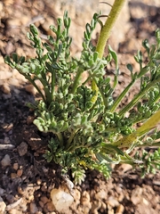 Erigeron pinnatisectus, photograph (c) Jake Anderson, some rights reserved (CC BY)