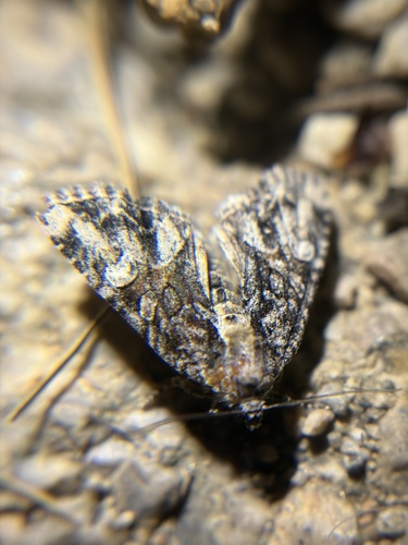 iNaturalist observation photo of Cutworms and Dart Moths