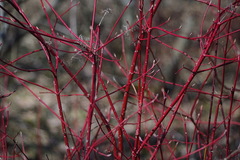 Cornus sericea