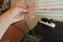 Carex complanata