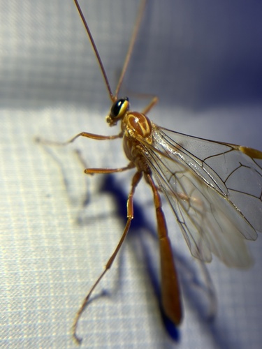 iNaturalist observation photo of Short-tailed Ichneumonid Wasps