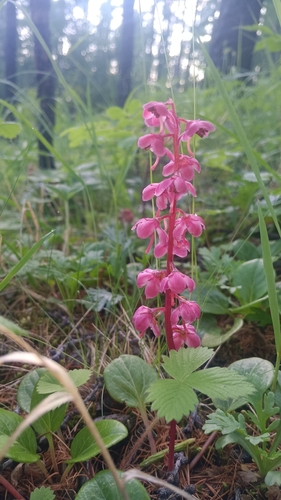 Liverleaf wintergreen (Pyrola asarifolia)