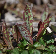 Erythronium americanum