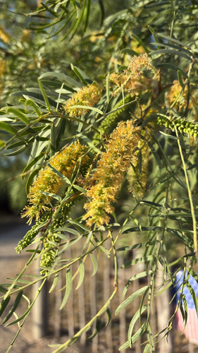 honey mesquite