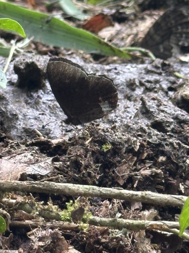 Pedaliodes phoenissa