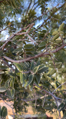 netleaf hackberry