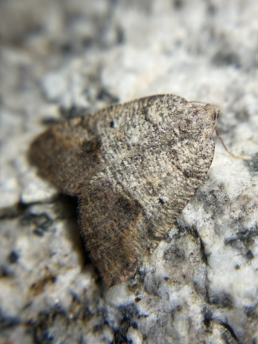 iNaturalist observation photo of Drepanulatrix